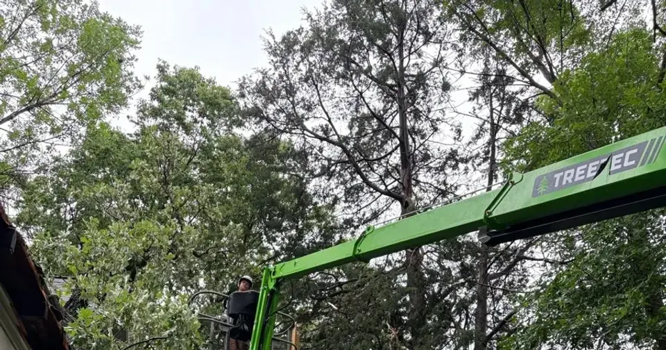 TreeTec crew removing a hazardous tree from a boom lift